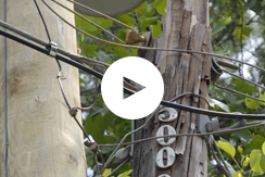 Utility Pole Violations: Damage